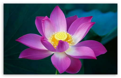 lotusflowerpurple